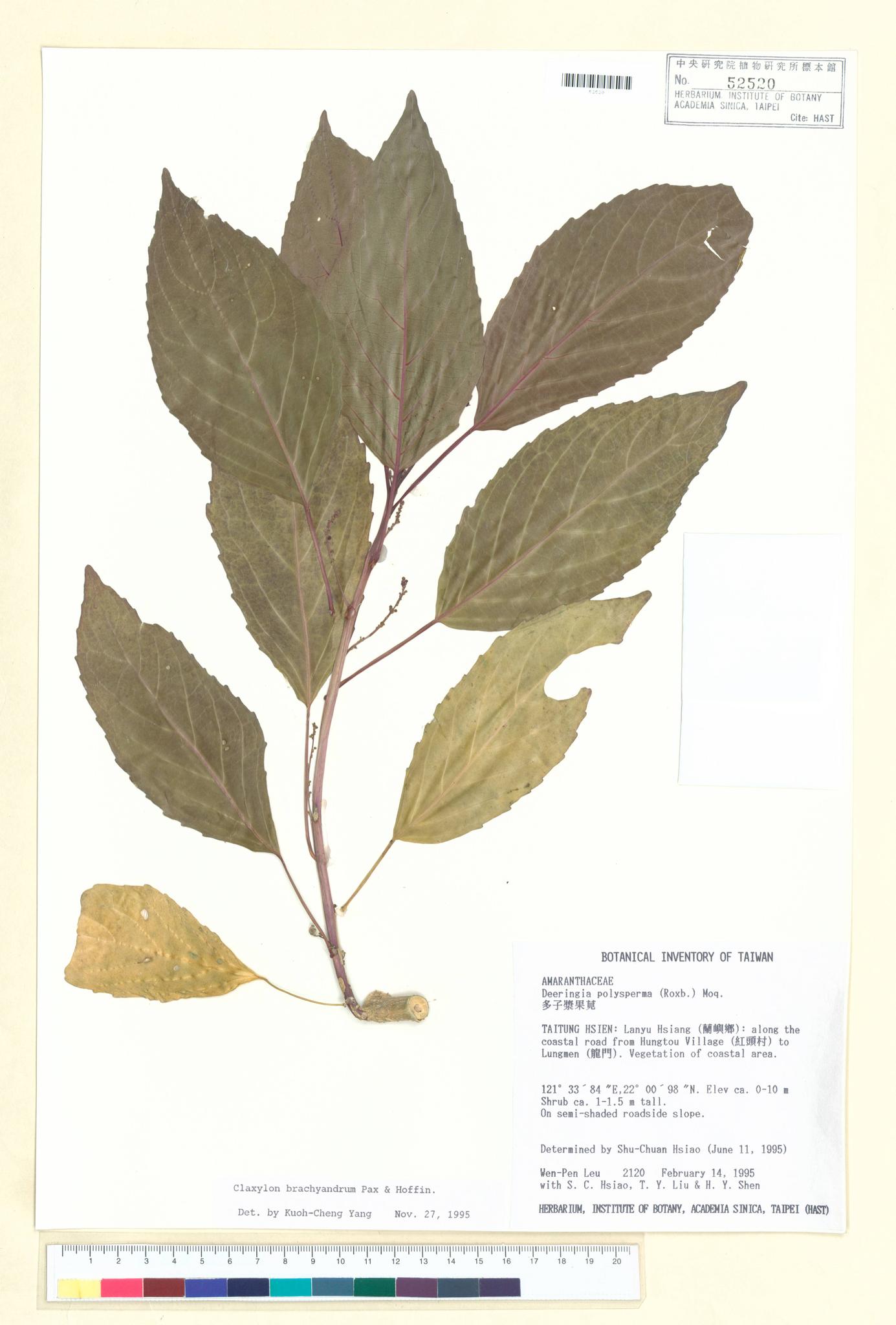 Sample image for viewer