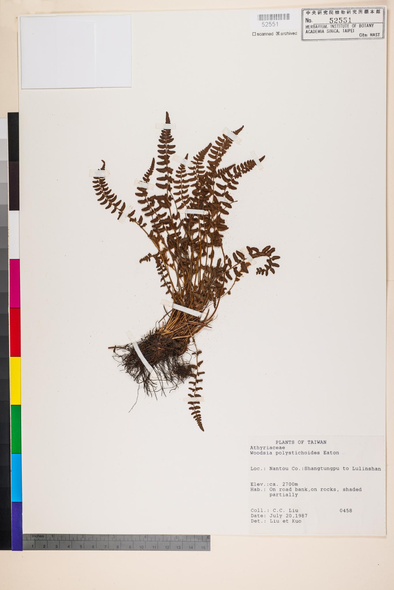 Sample image for viewer