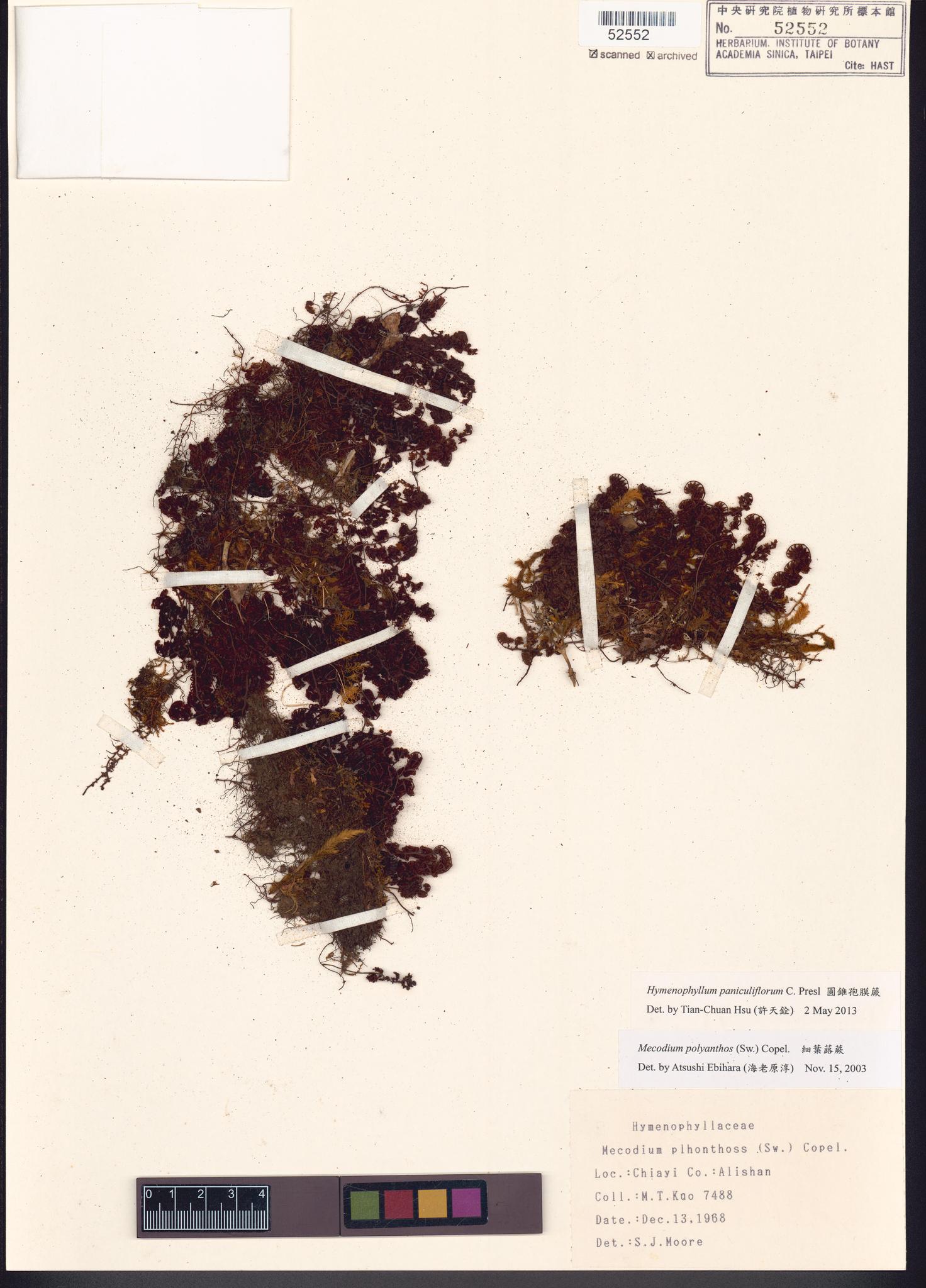 Sample image for viewer