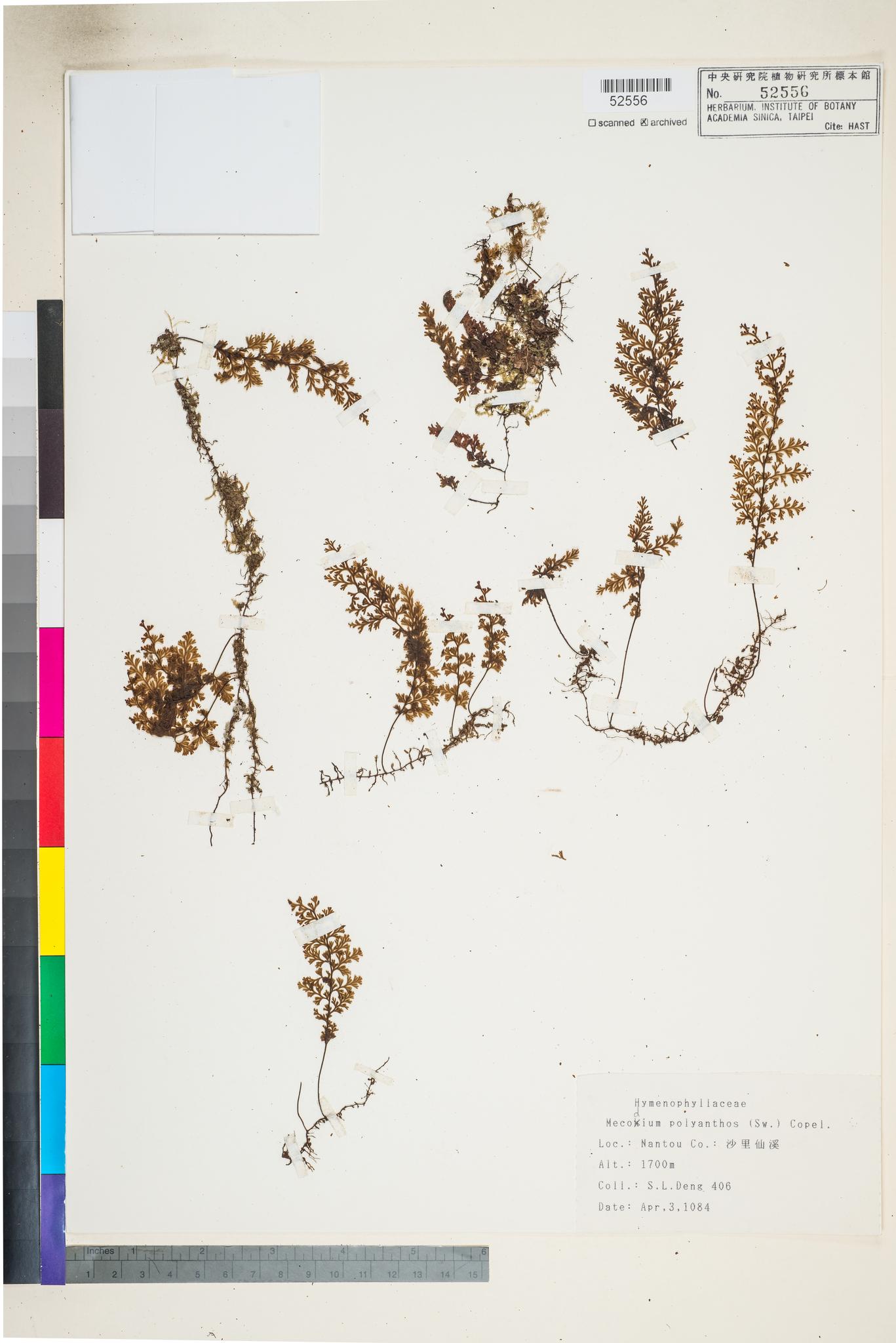 Sample image for viewer