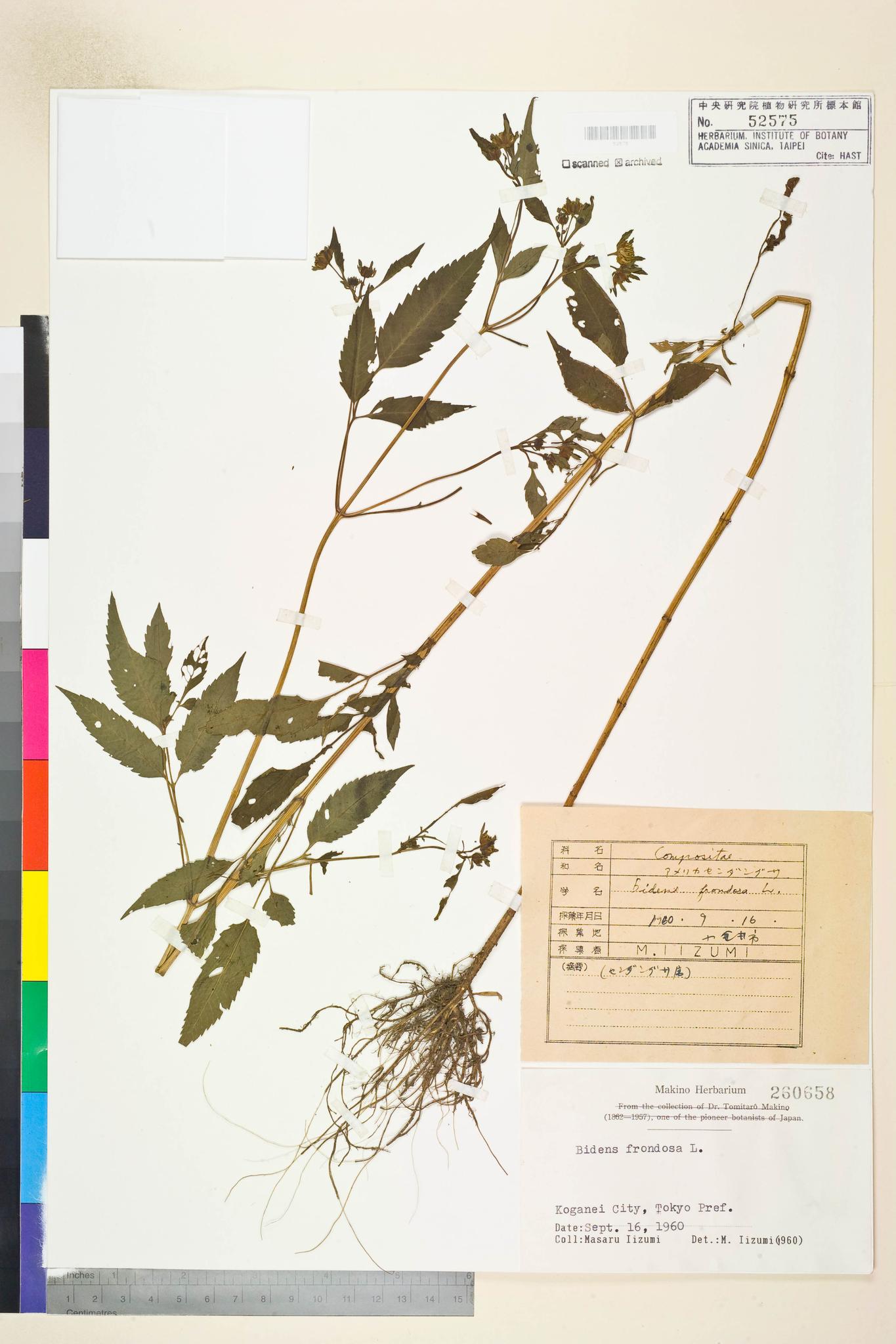 Sample image for viewer