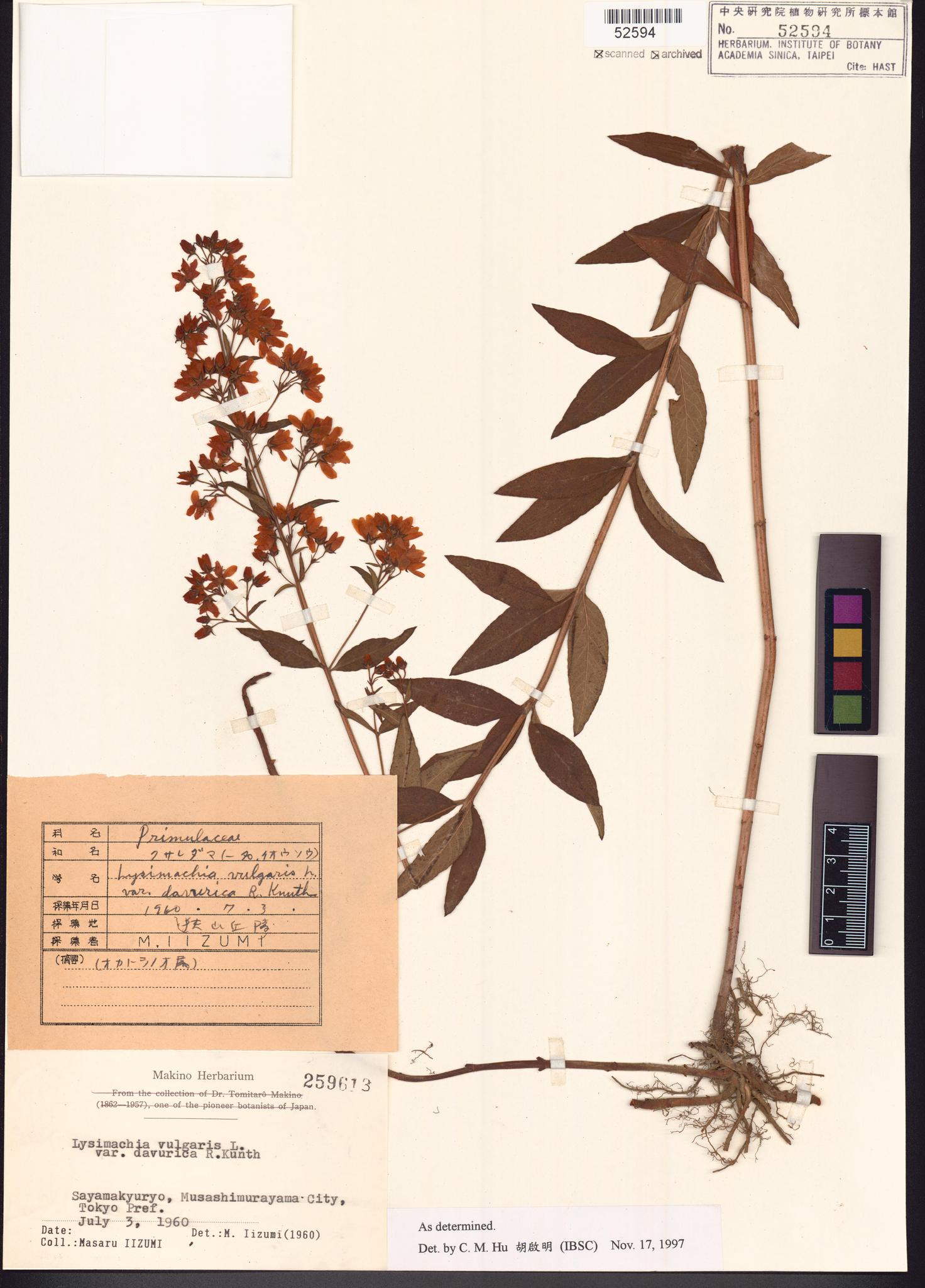 Sample image for viewer