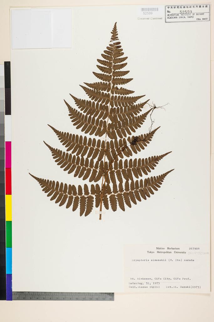 <Unit #128406  | 267908:: | Dryopteris simasakii (H. Itô) Sa. Kurata>