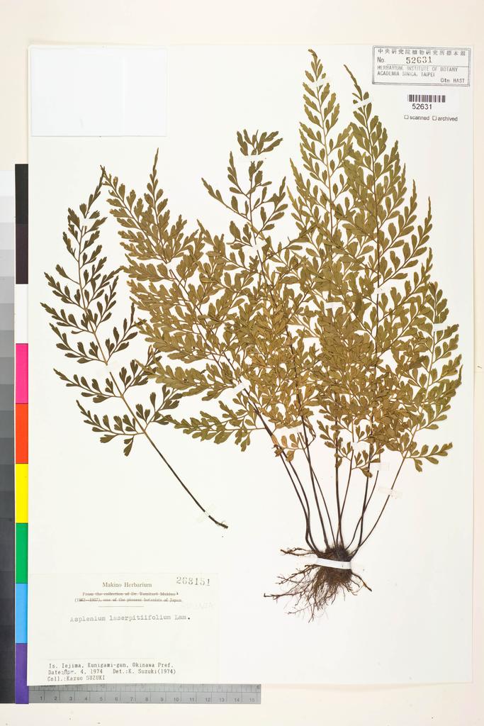 <Unit #128384  | 268151:: | Asplenium laserpitiifolium Lam.>