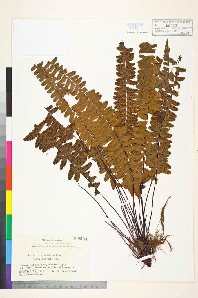 <Unit #128382  | 269993:: | Asplenium normale D. Don var. boreale Ohwi ex Sa. Kurata>