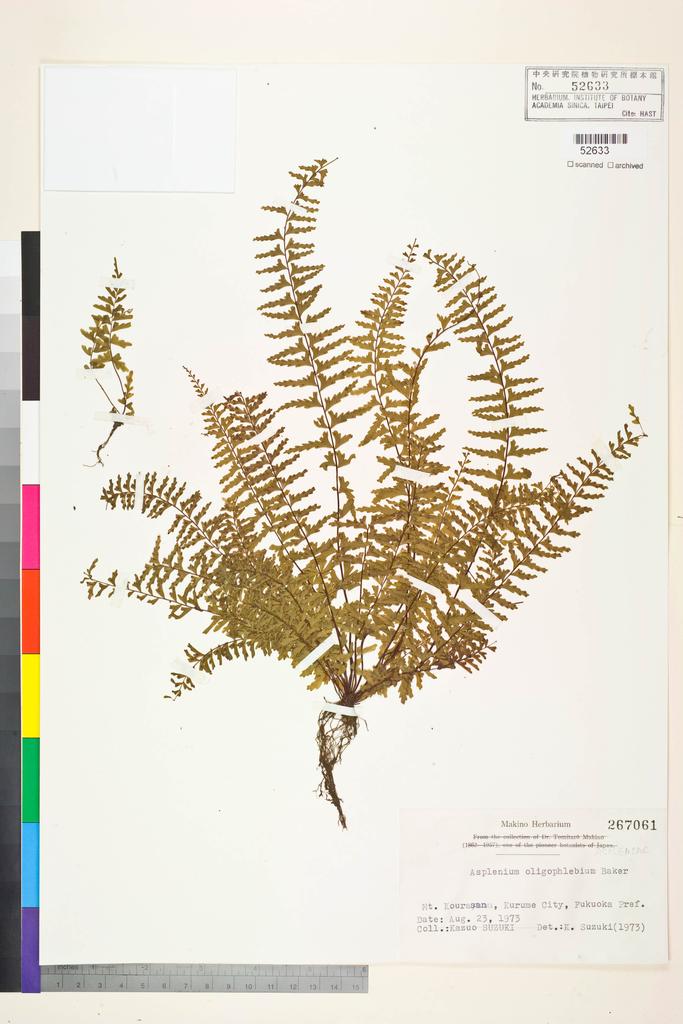 <Unit #128381  | 267061:: | Asplenium oligophlebium Baker>