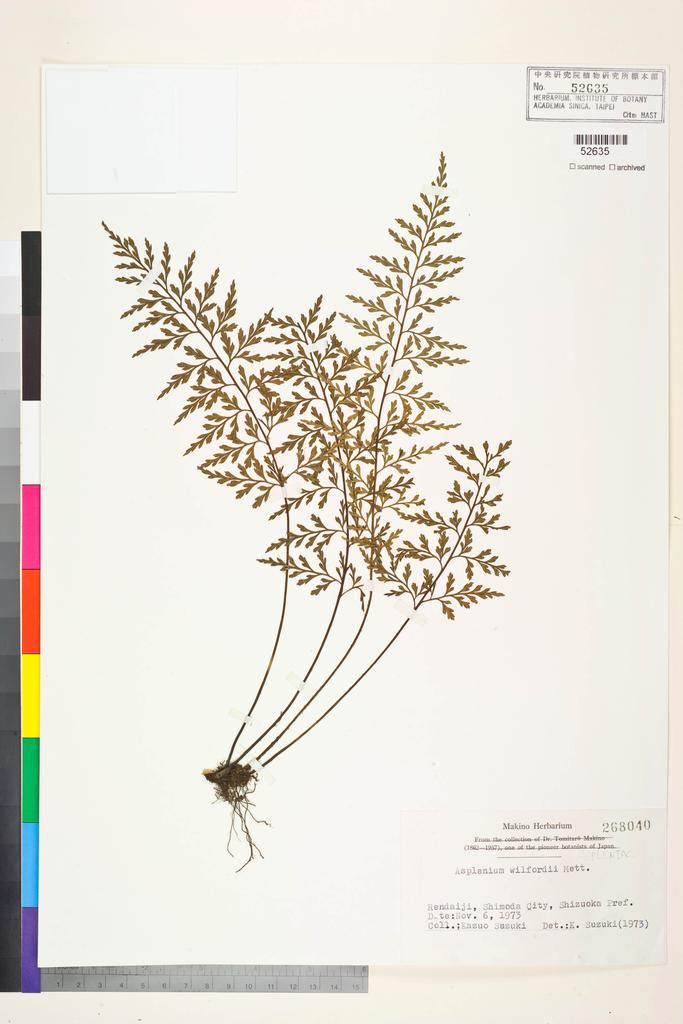 <Unit #128385  | 268040:: | Asplenium wilfordii Mett. ex Kuhn.>