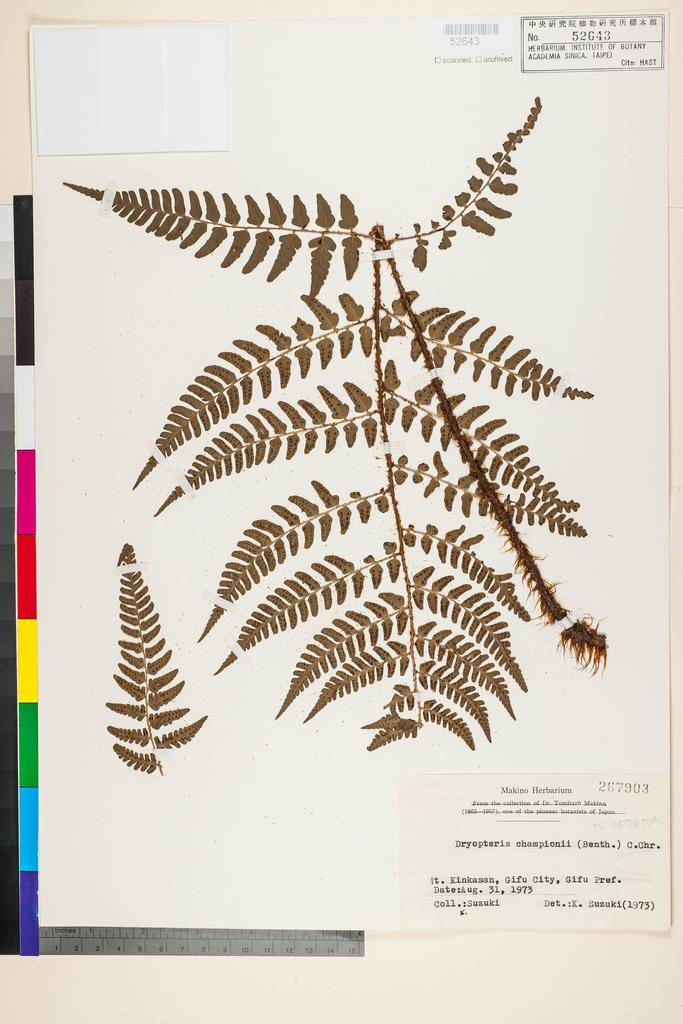 <Unit #128329  | 267903:: | Dryopteris championii (Benth.) C. Chr. ex Ching>