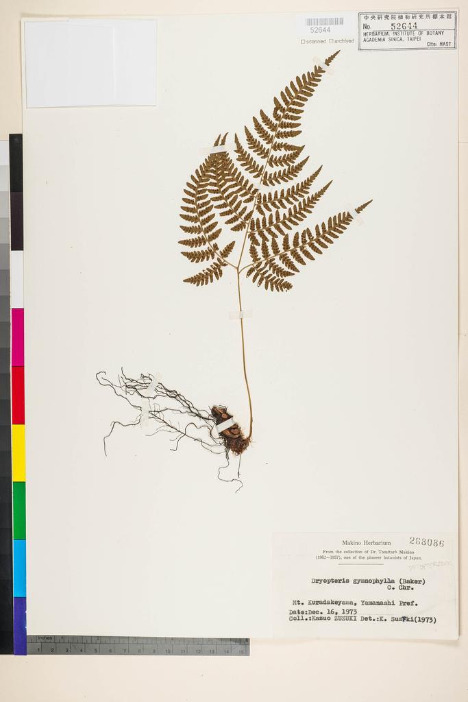 <Unit #128328  | 268086:: | Dryopteris gymnophylla (Baker) C. Chr.>