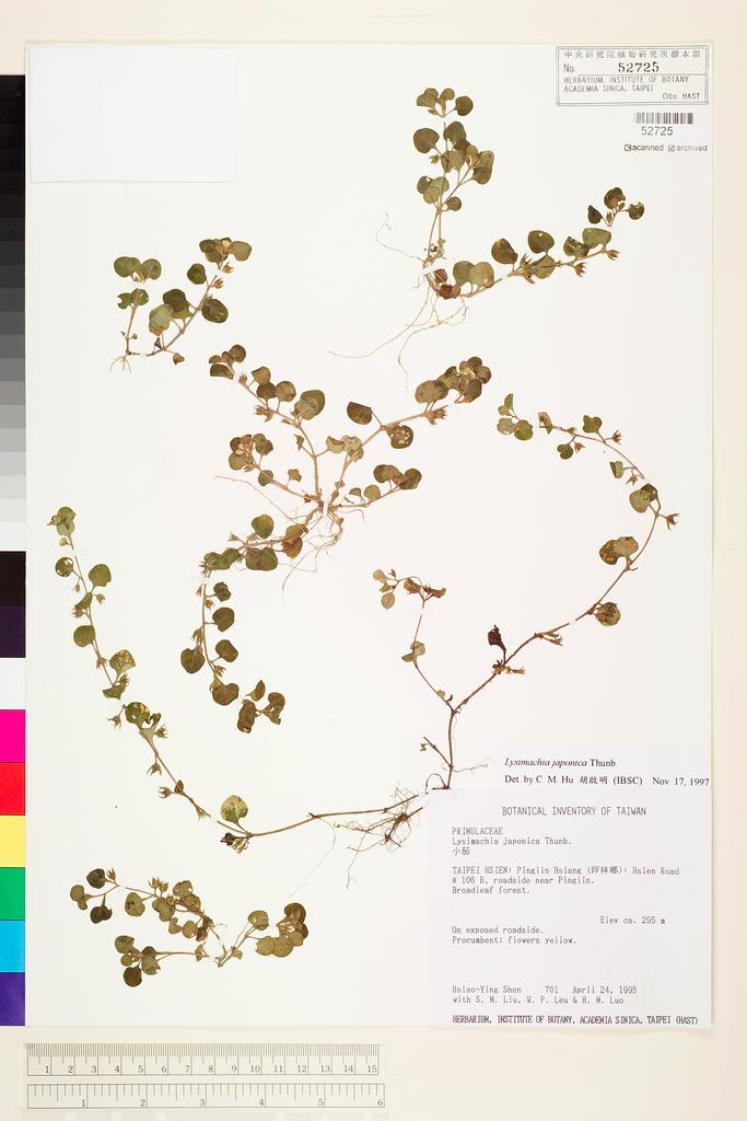 <Unit #8942 Shen, Hsiao-Ying | 沈曉瑩 | 701:: | Lysimachia japonica Thunb.>