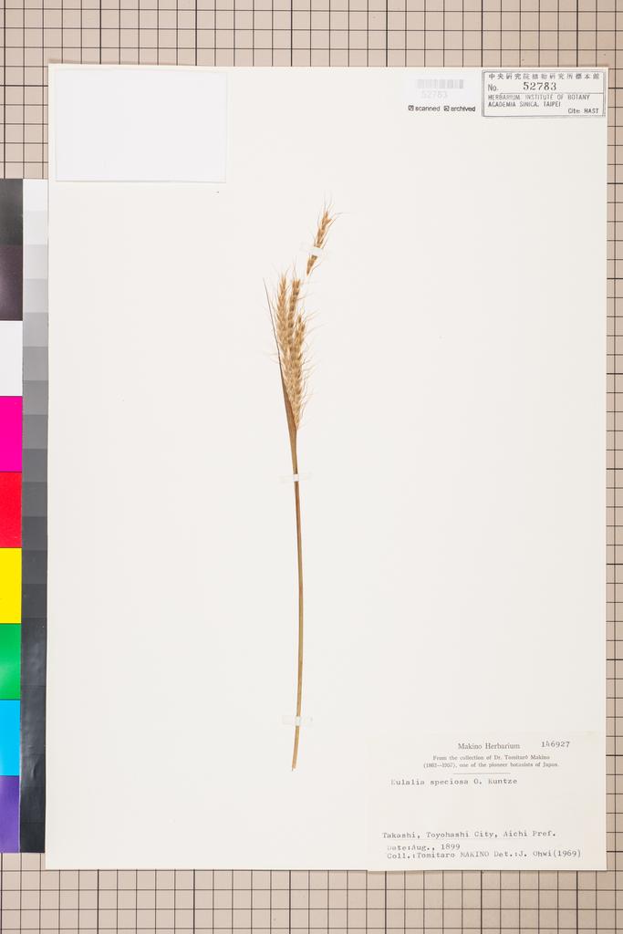 <Unit #110594 MAKINO, Tomitaro |  | 146927:: | Eulalia speciosa (Debeaux) Kuntze>