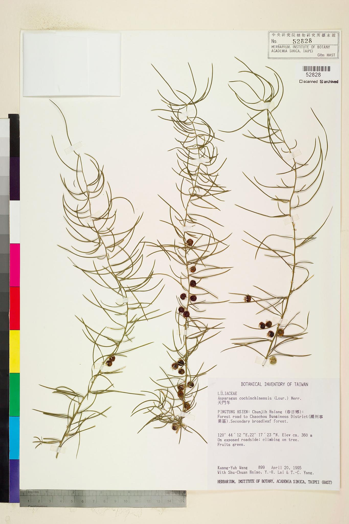 Sample image for viewer