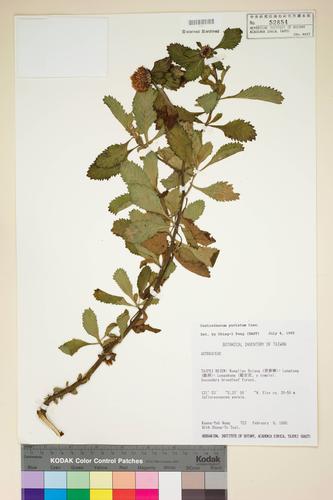 Centratherum punctatum Cass.