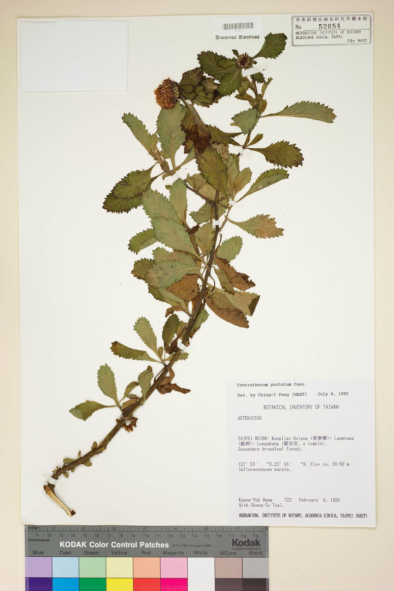 Specimen image