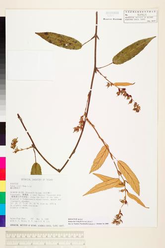 Rubus liui Yuen P. Yang & S.Y. Lu