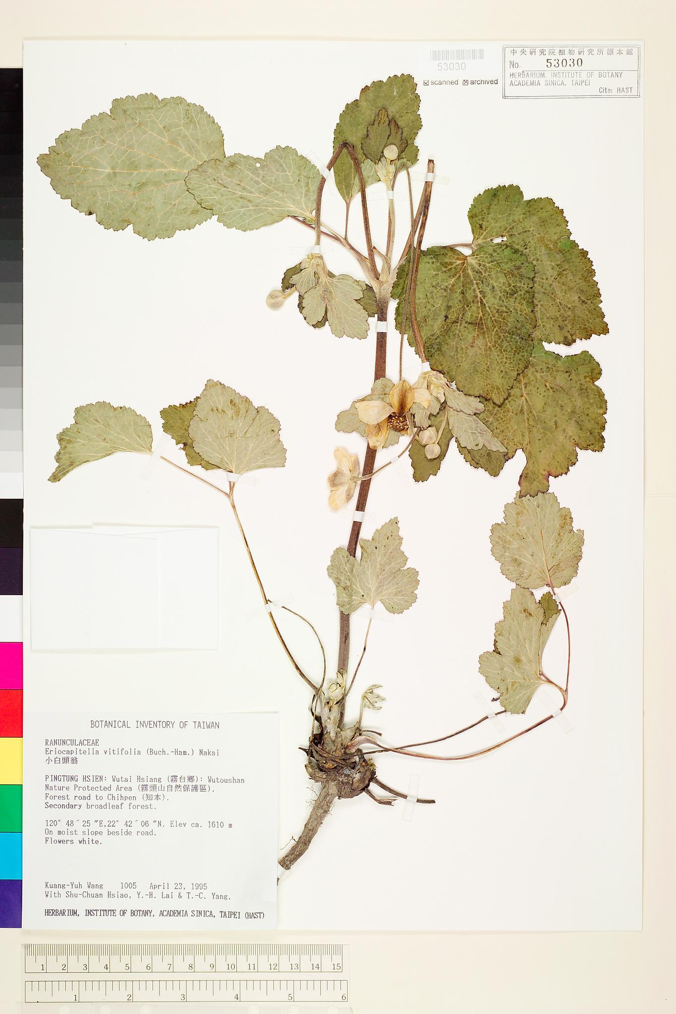 Sample image for viewer