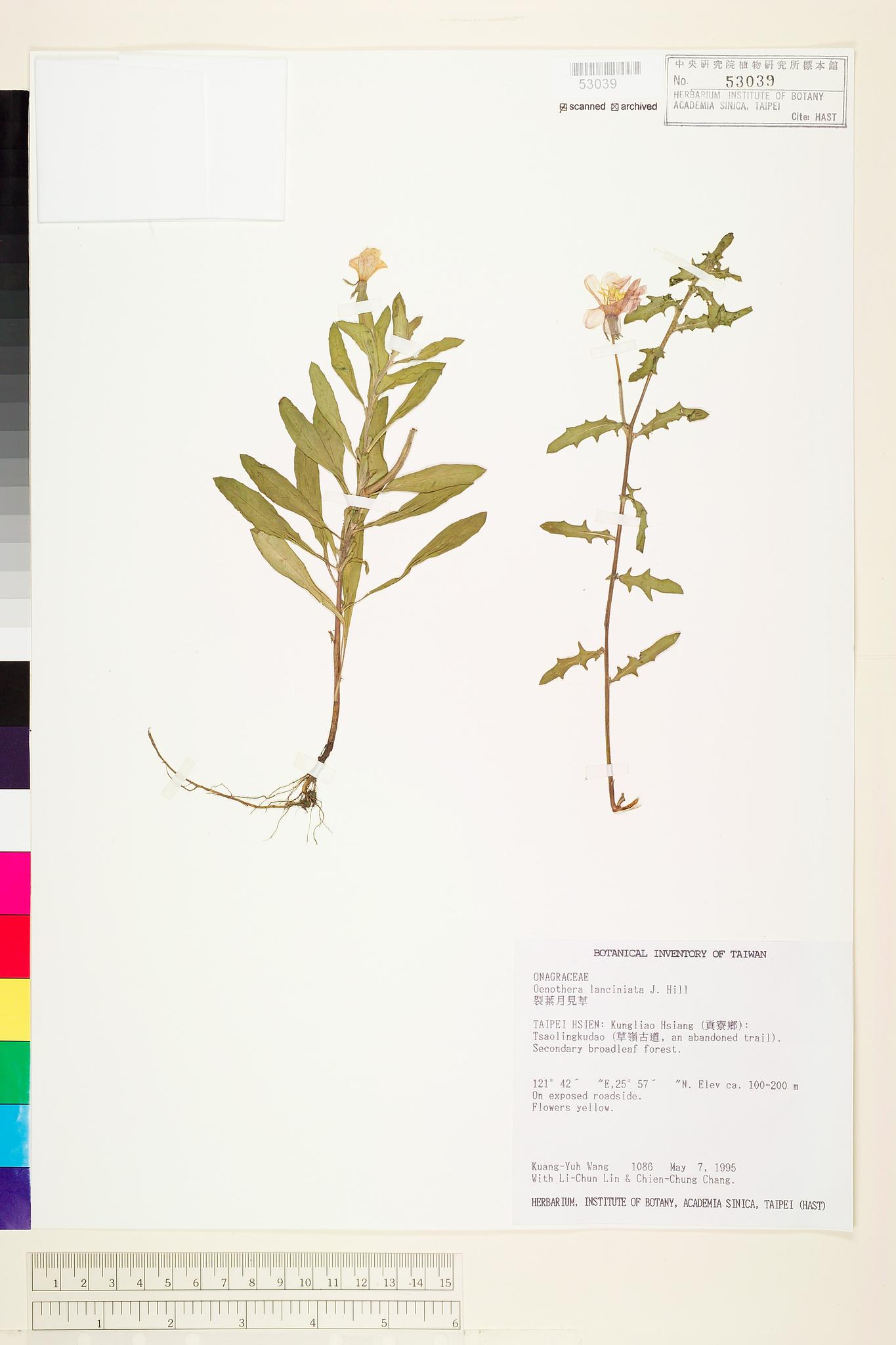 Sample image for viewer