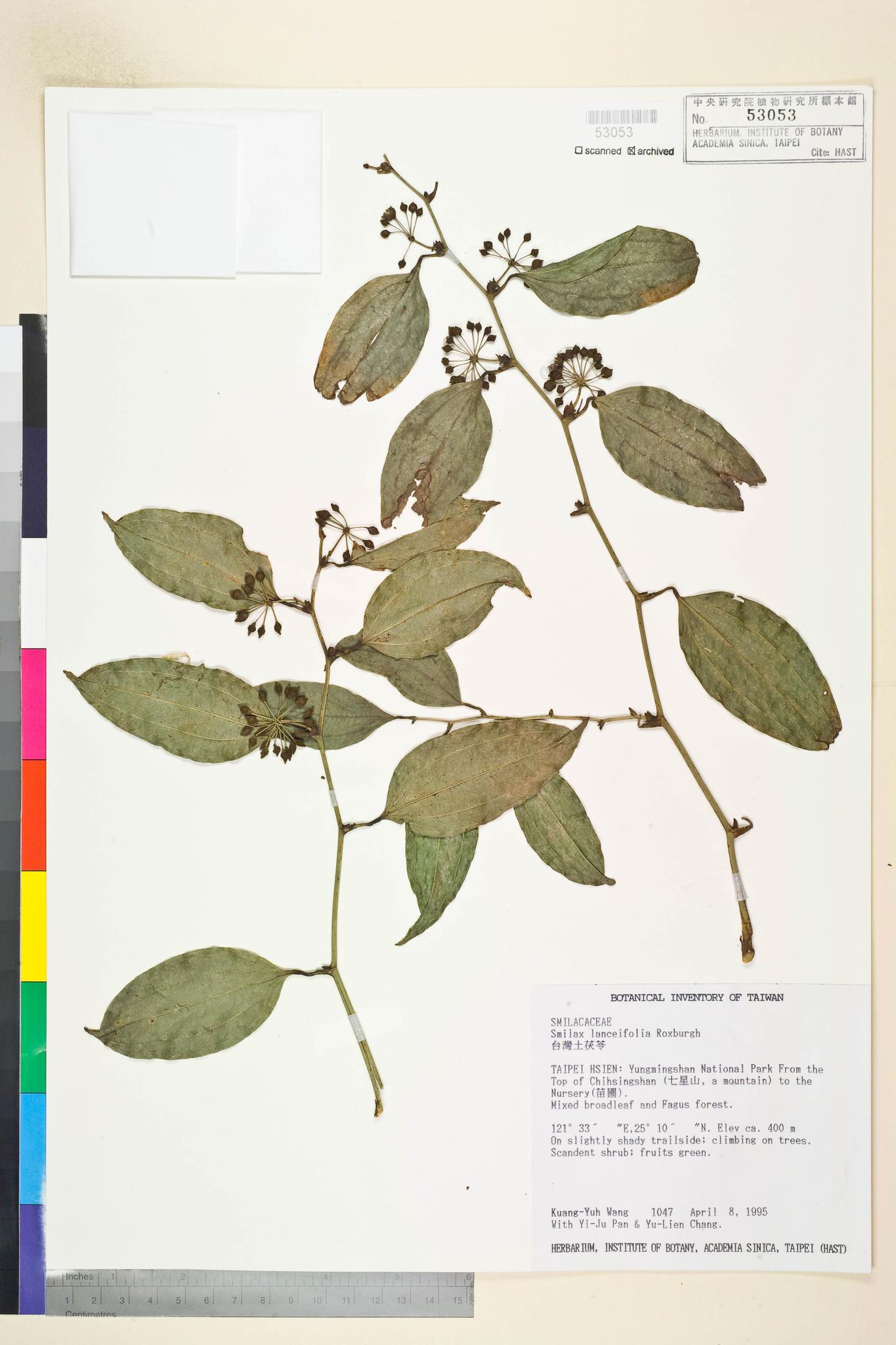 Sample image for viewer