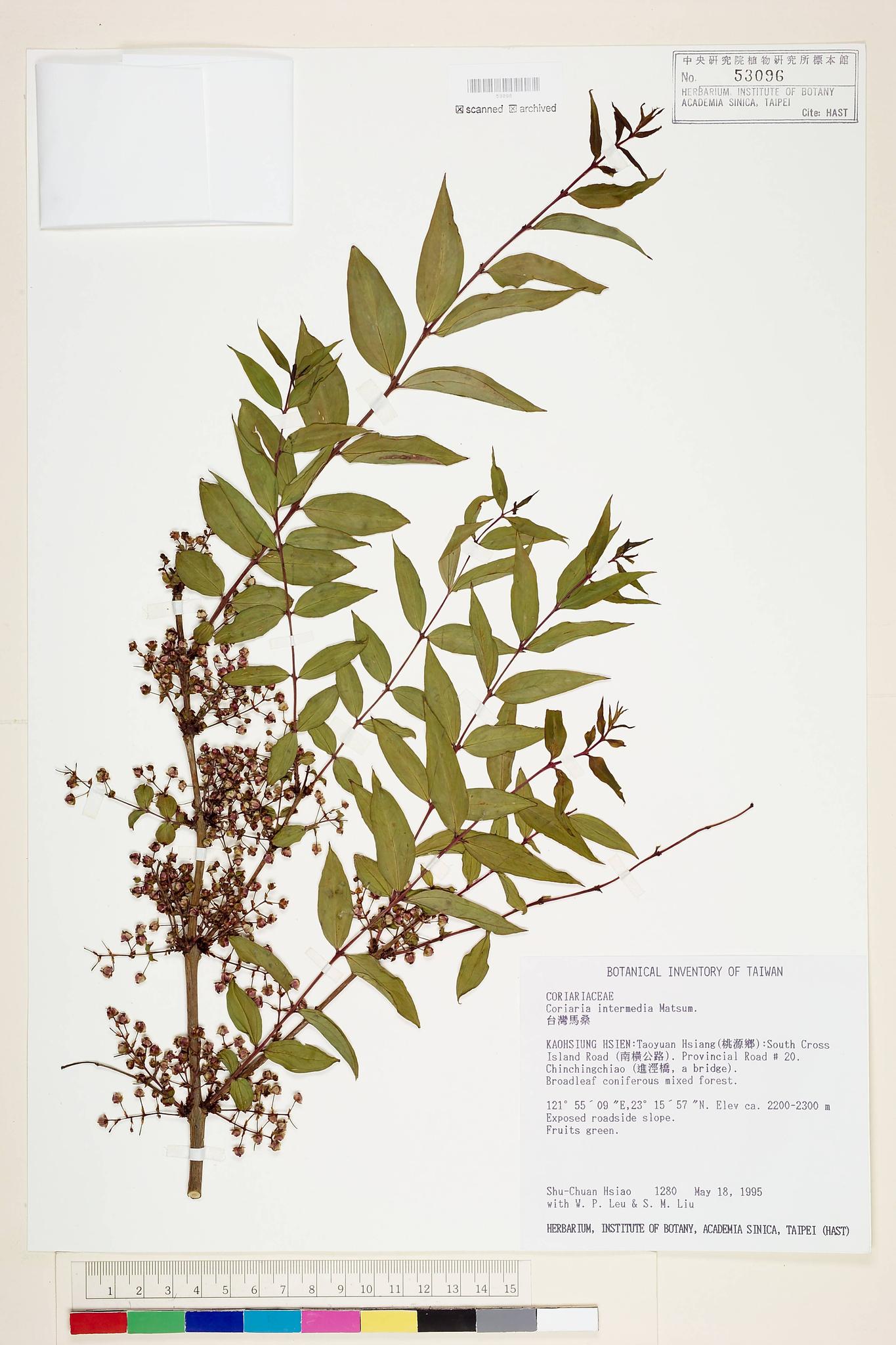 Sample image for viewer