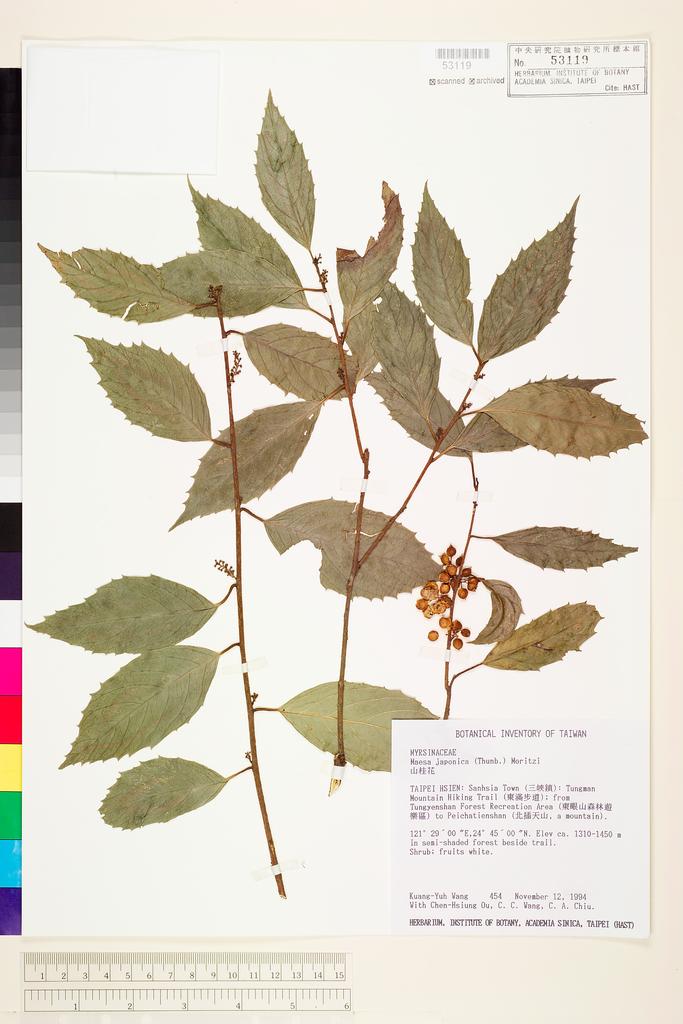 <Unit #8887 Wang, Kuang-Yuh | 王光玉 | 454:: | Maesa japonica (Thunb.) Moritzi ex Zoll.>