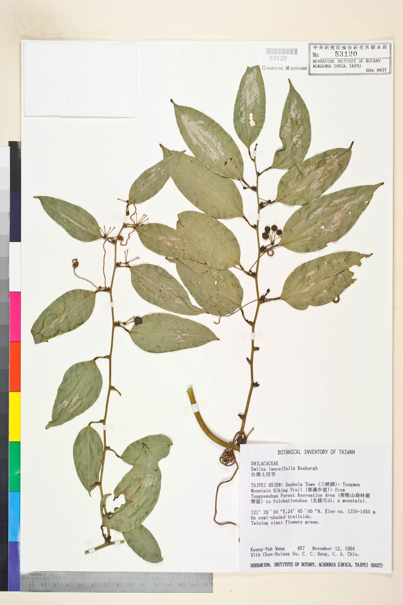 Sample image for viewer