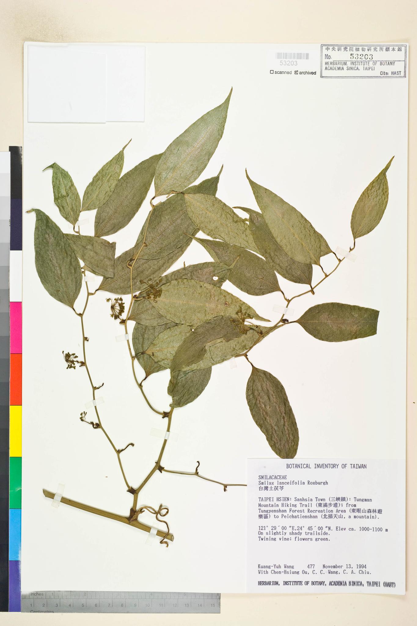 Sample image for viewer