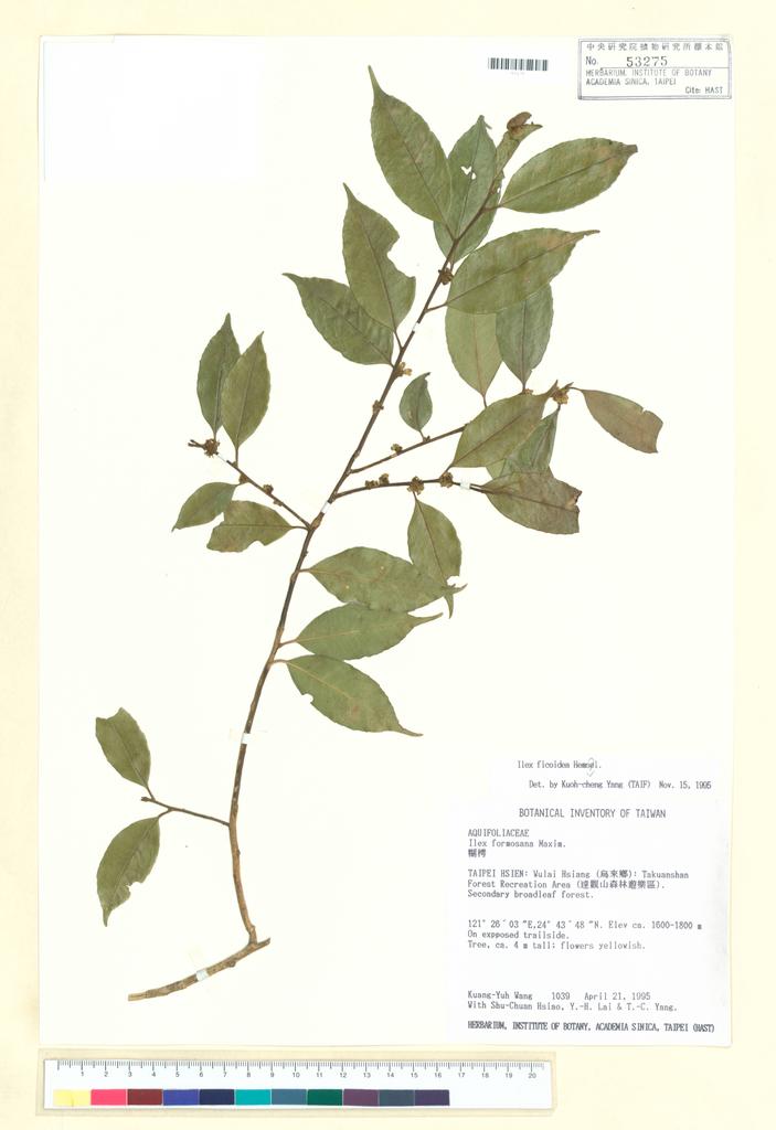 <Unit #9571 Wang, Kuang-Yuh | 王光玉 | 1039:: | Ilex formosana Maxim.>