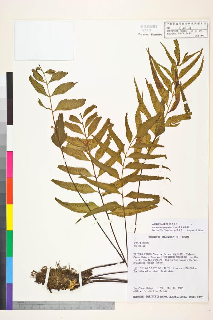 <Unit #6646 Hsiao, Shu-Chuan | 蕭淑娟 | 1230:: | Asplenium polyodon G. Forst>