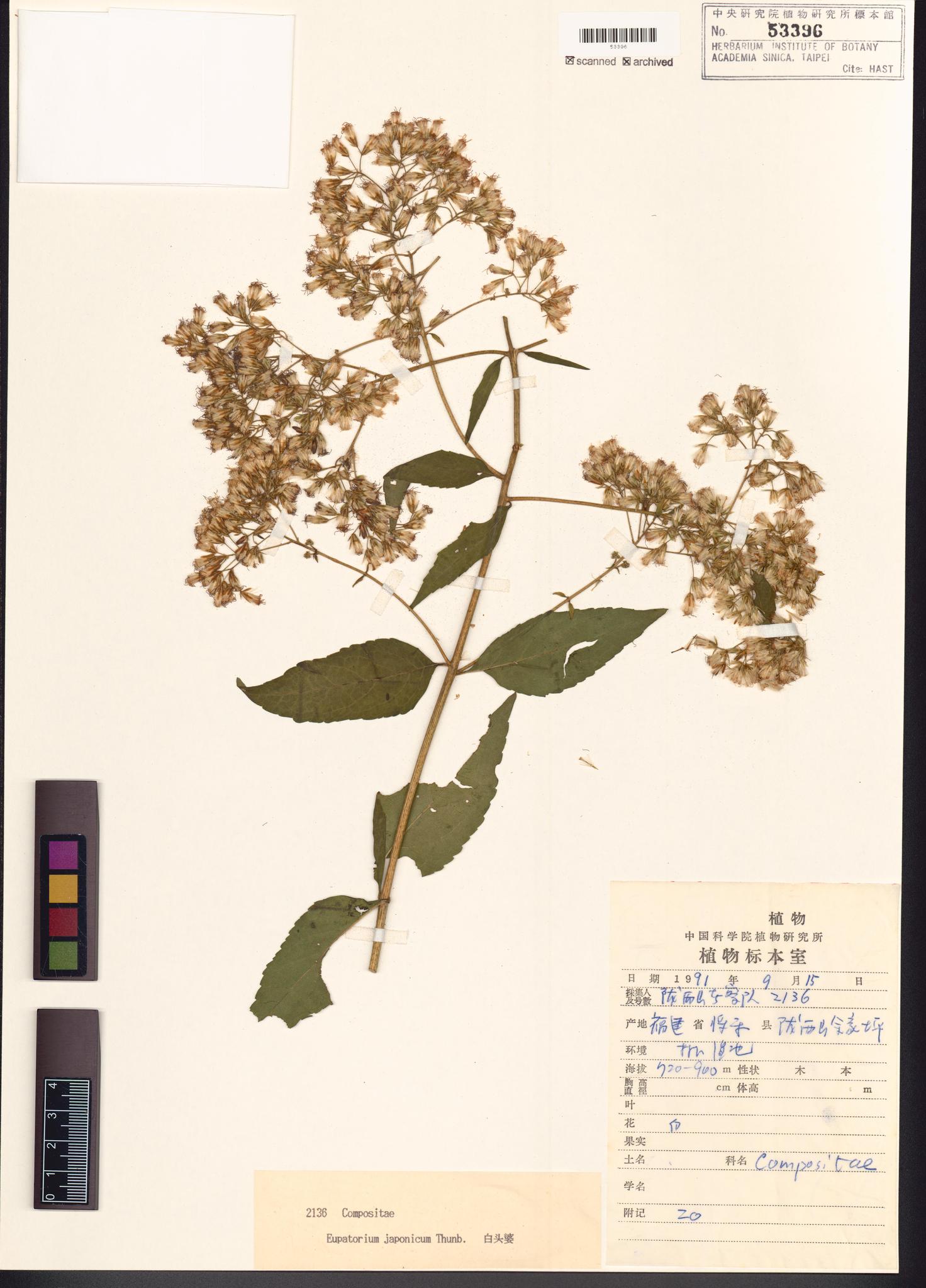 Sample image for viewer