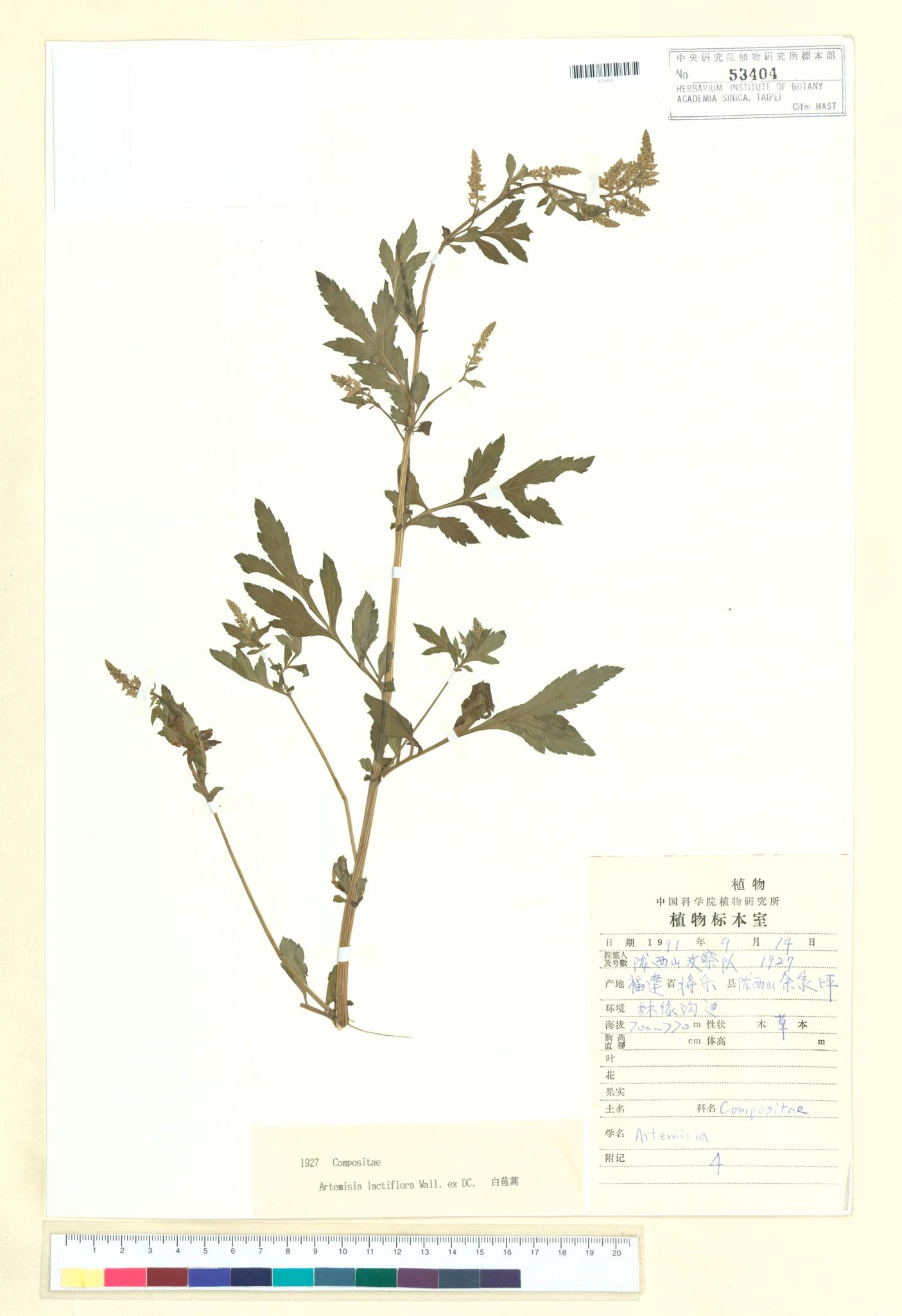 Sample image for viewer