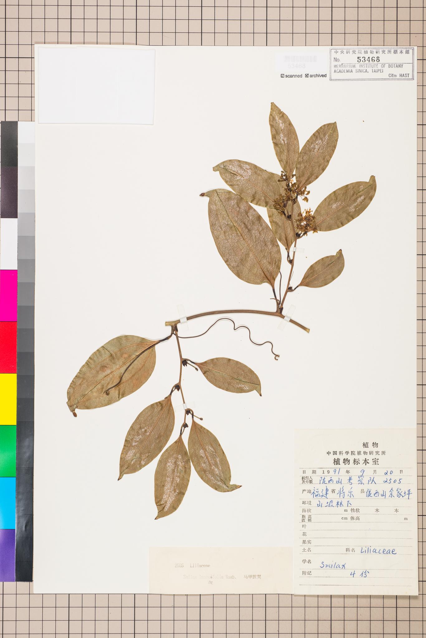 Sample image for viewer