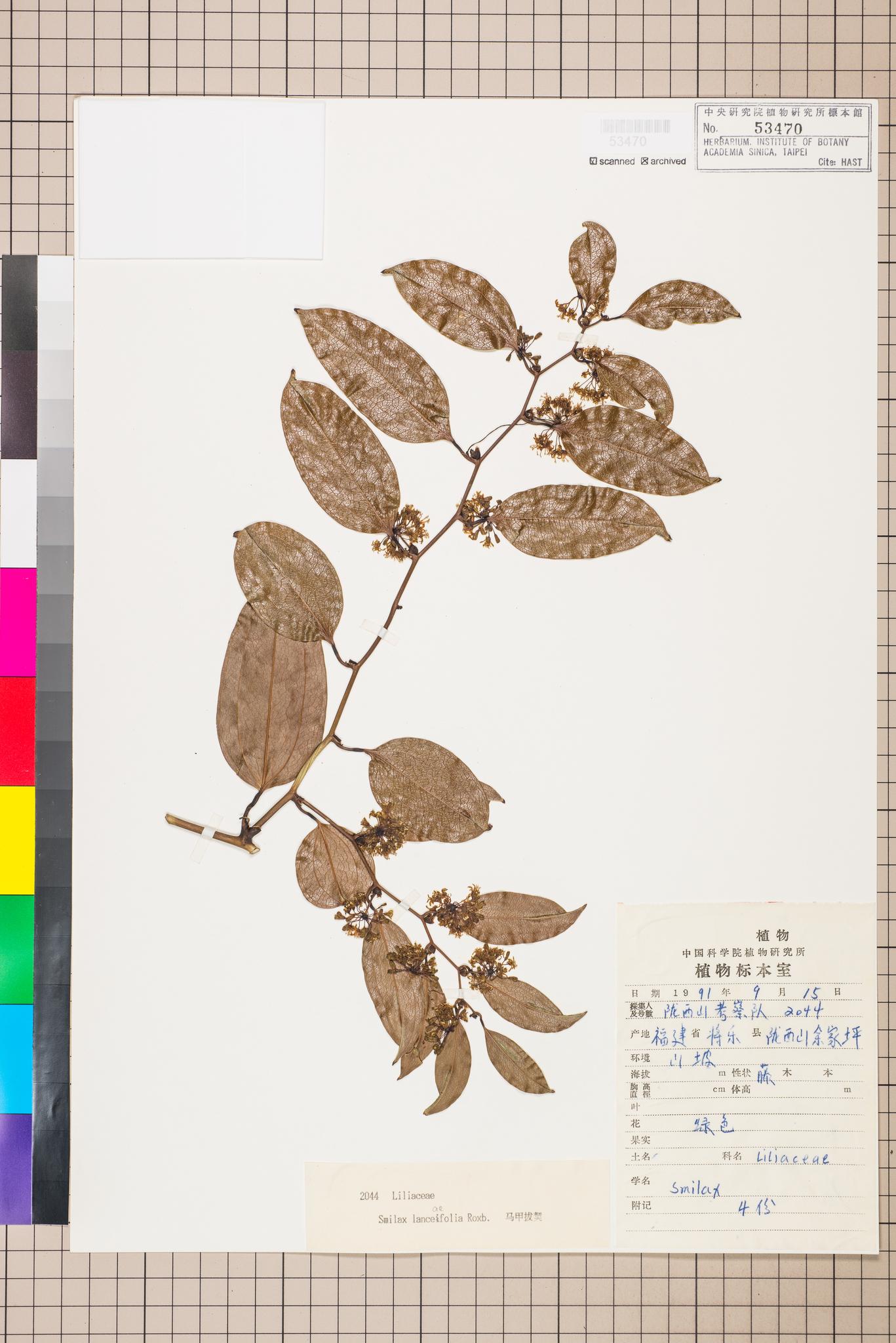 Sample image for viewer