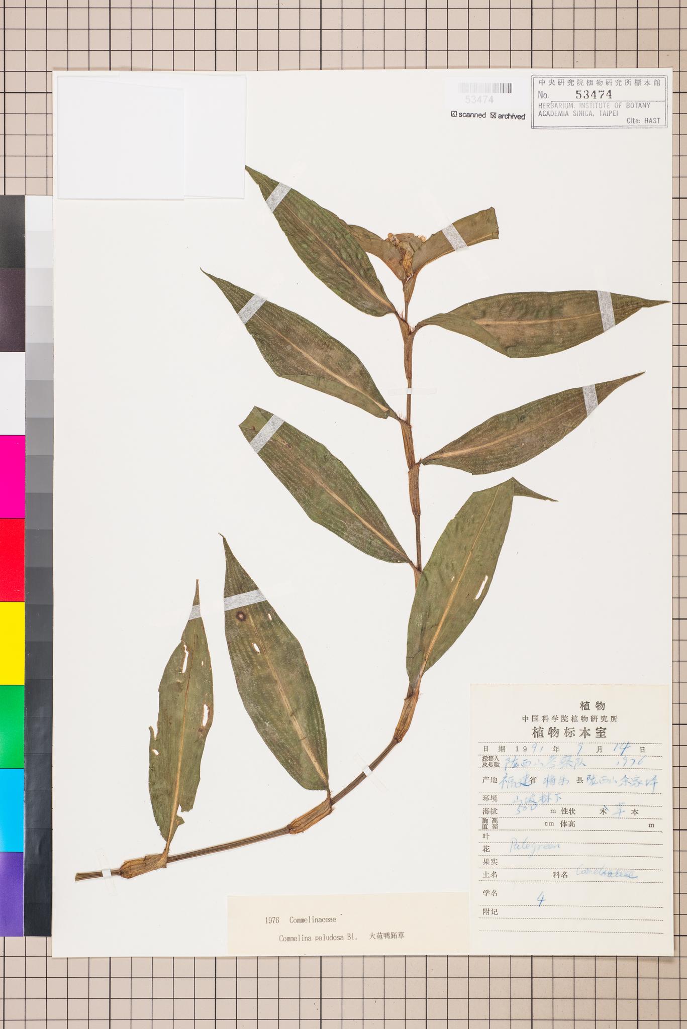 Sample image for viewer