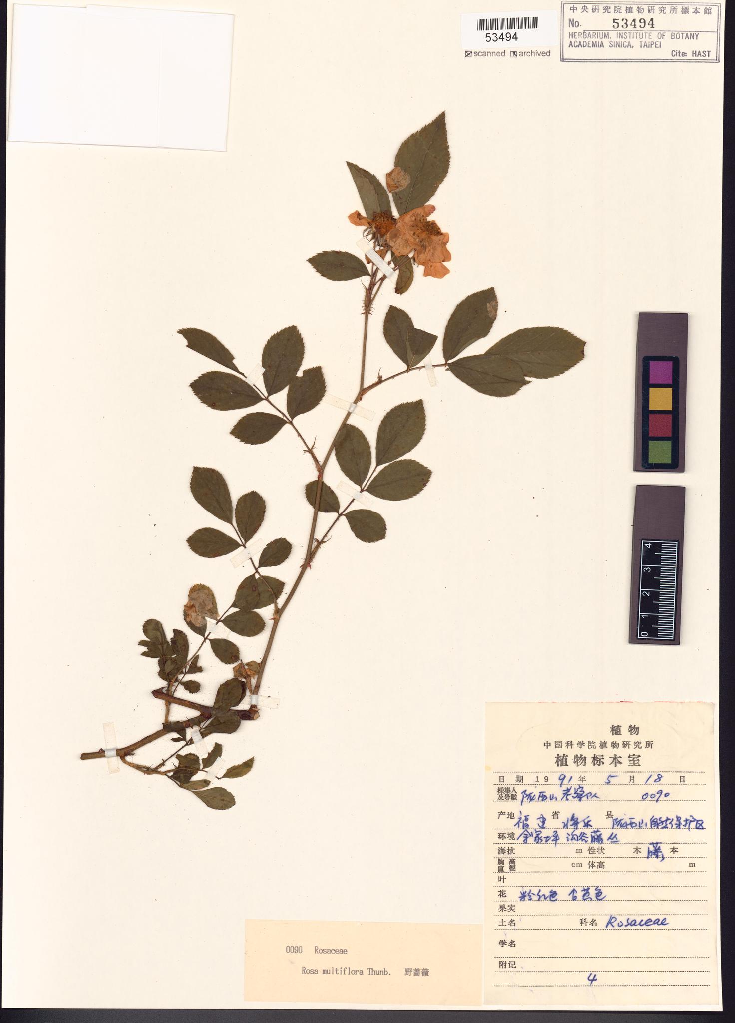 Sample image for viewer