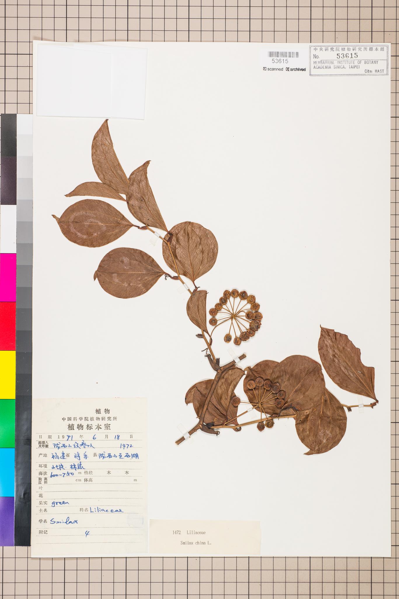 Specimen image