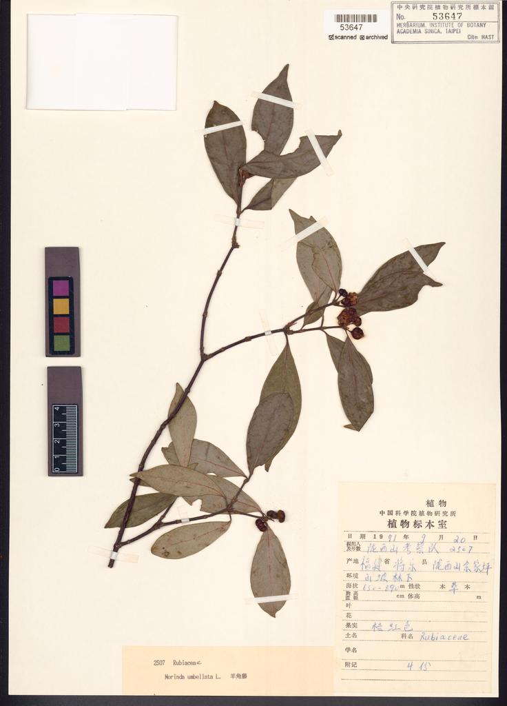 <Unit #116474  | 2507:: | Morinda umbellata L.>