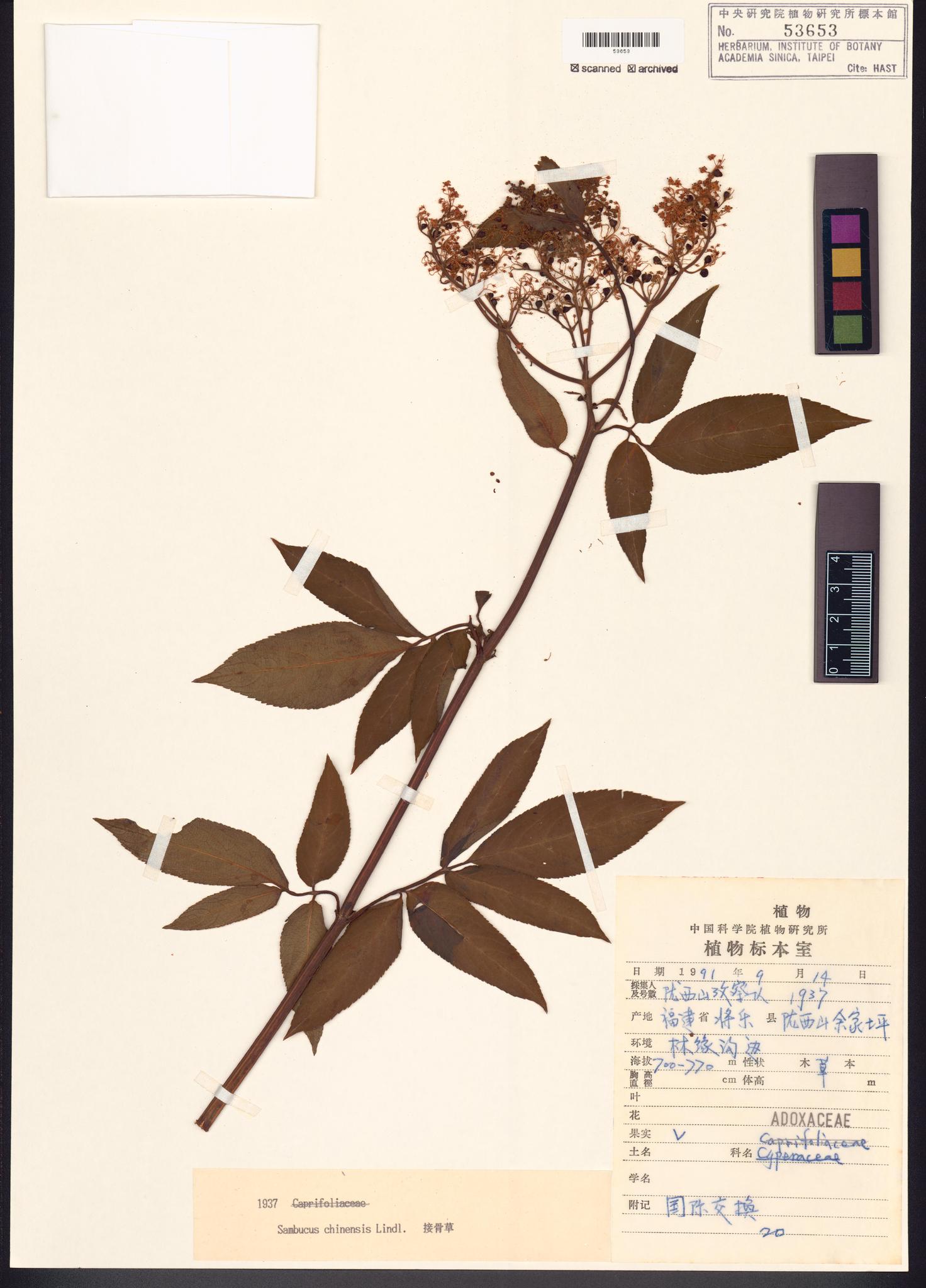 Sample image for viewer