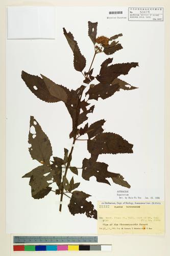 Eupatorium