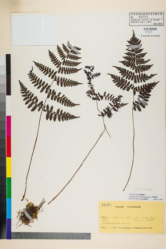 Cornopteris fluvialis (Hayata) Tagawa
