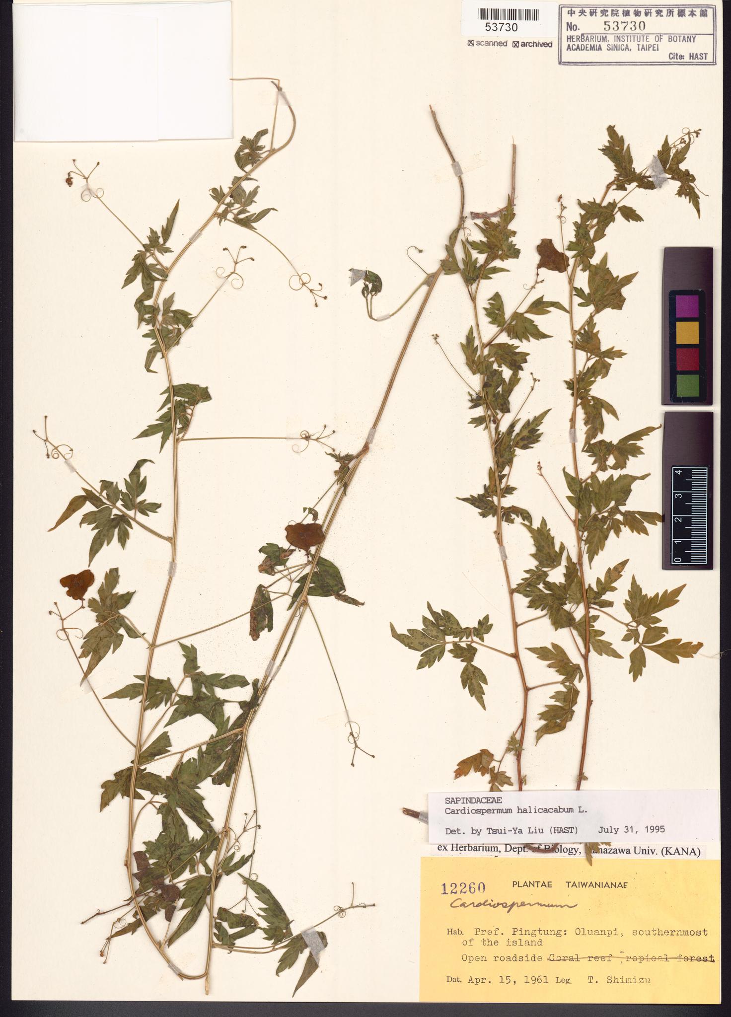 Sample image for viewer