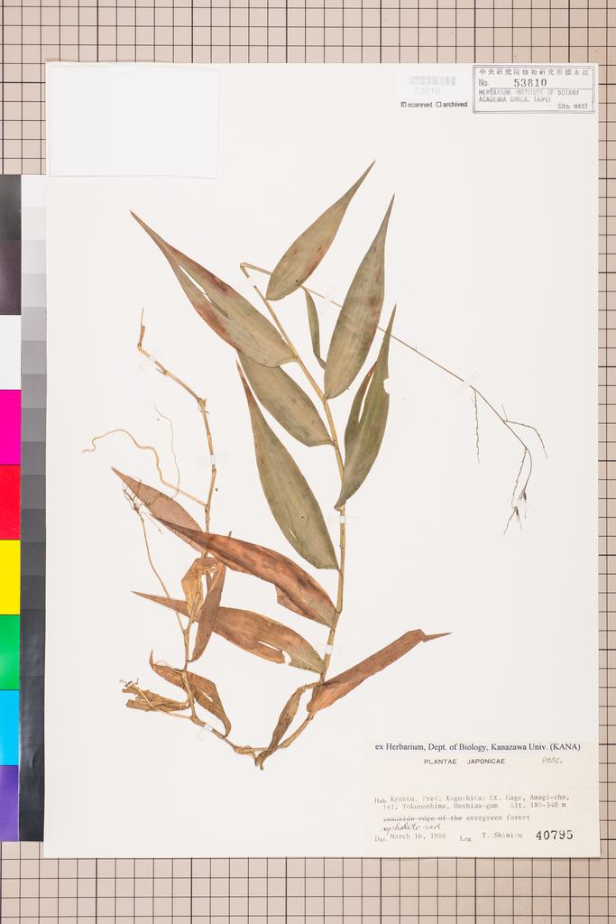 <Unit #114019 Shimizu, T. |  | 40795:: | POACEAE>
