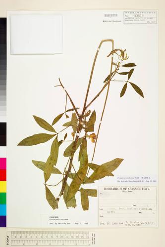 Crotalaria zanzibarica Benth.