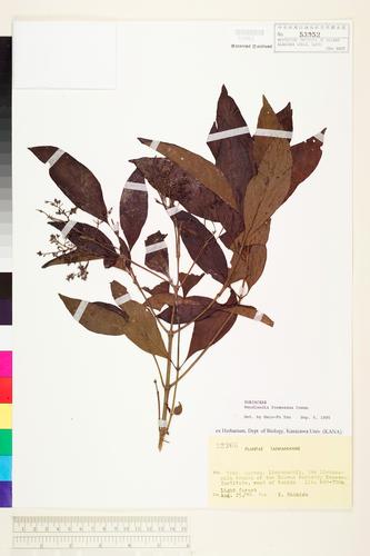 Wendlandia formosana Cowan