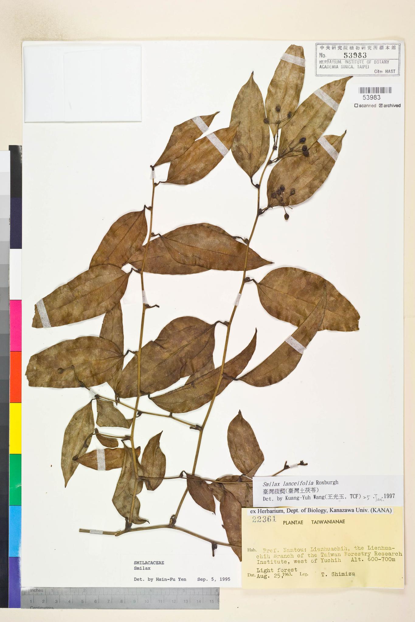 Sample image for viewer