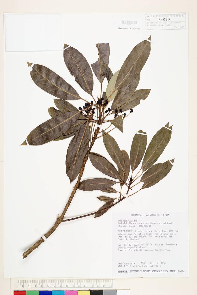<Unit #11604 Hsiao, Shu-Chuan | 蕭淑娟 | 1305:: | Daphniphyllum glaucescens subsp. oldhamii T.C. Huang>