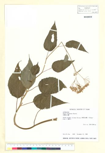 Aster formosanus Hayata