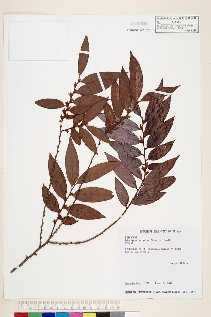 <Unit #33903 Yen, Hsin-Fu | 嚴新富 | 2671:: | Diospyros eriantha Champ. ex Benth.>