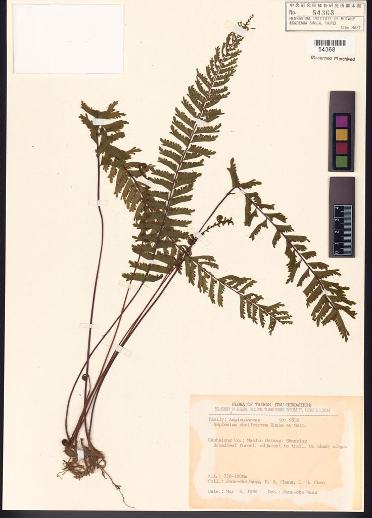 <Unit #82744 Wang, Jenn-Che | 王震哲 | 9539:: | Asplenium cheilosorum Kunze ex Mett.>