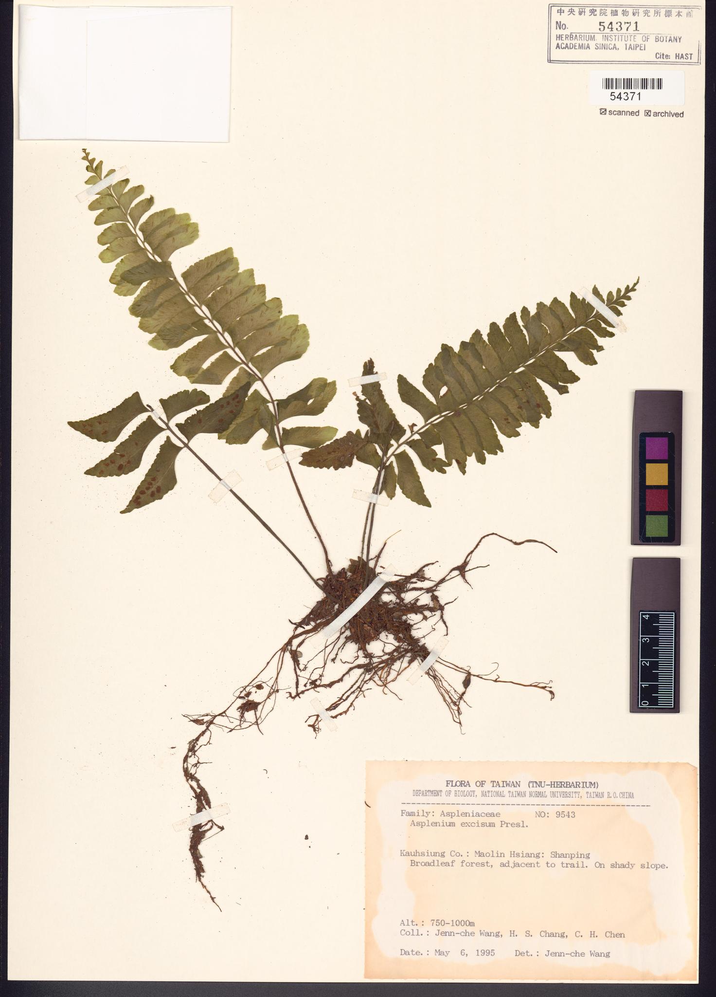 Sample image for viewer