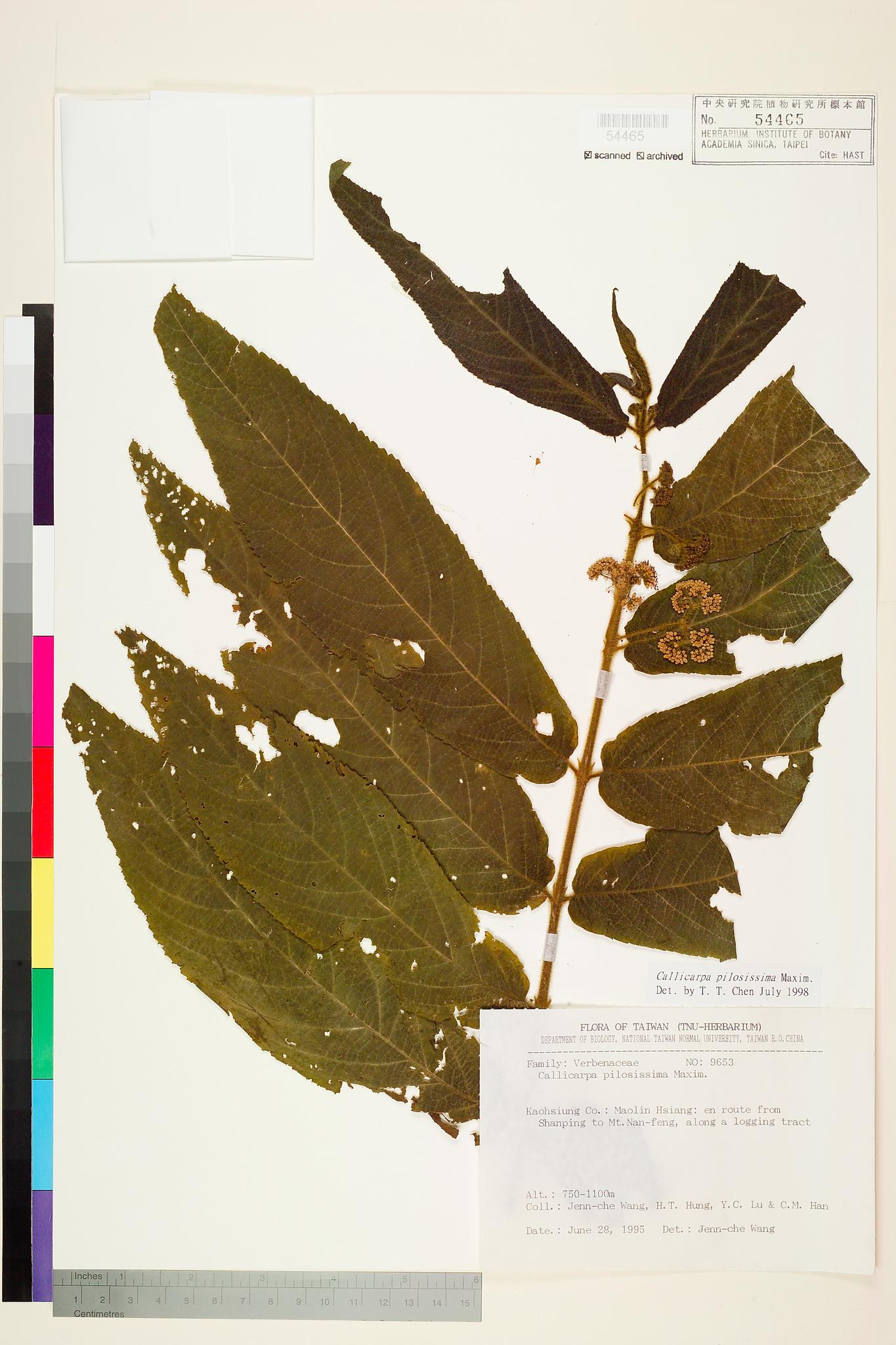 Sample image for viewer